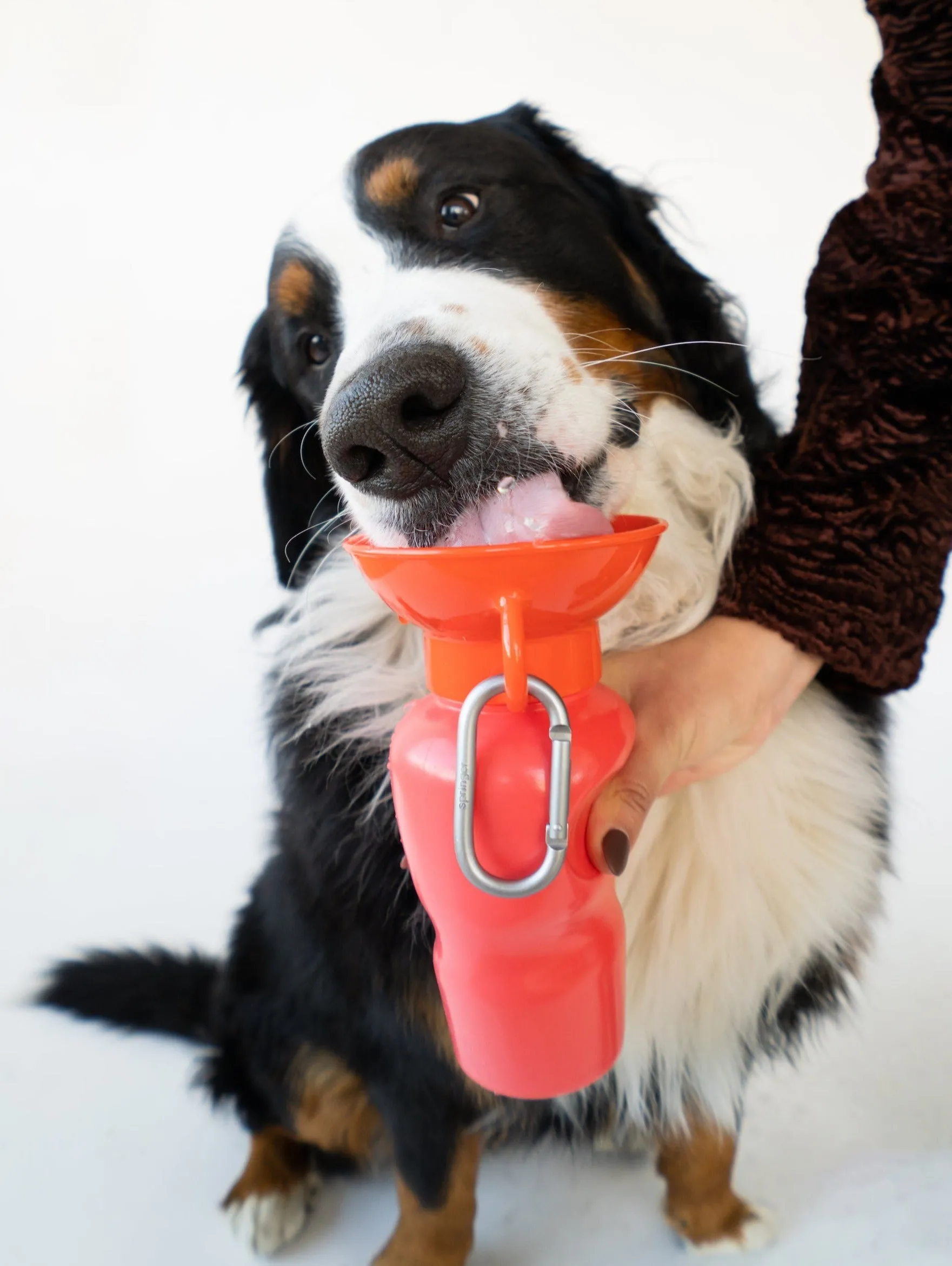 Classic Dog Travel Bottle by Springer