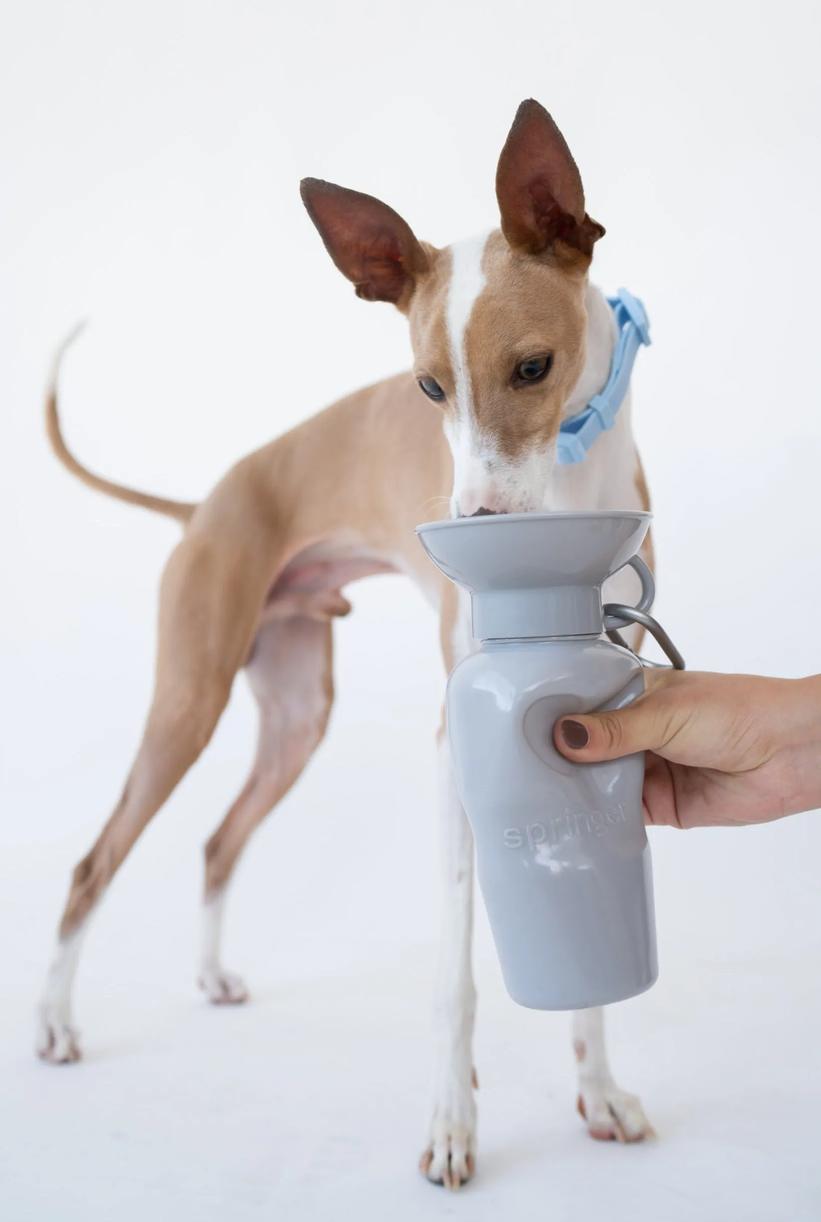 Classic Dog Travel Bottle by Springer