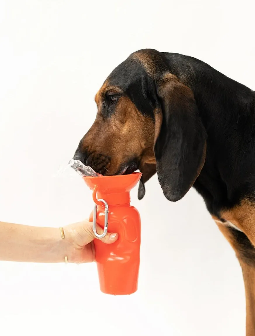 Classic Dog Travel Bottle by Springer