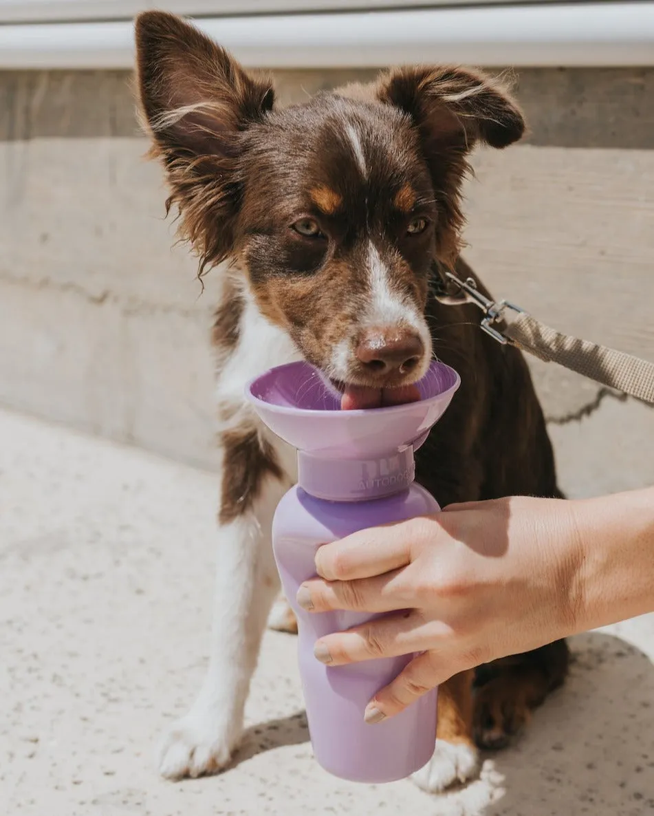 Classic Dog Travel Bottle by Springer