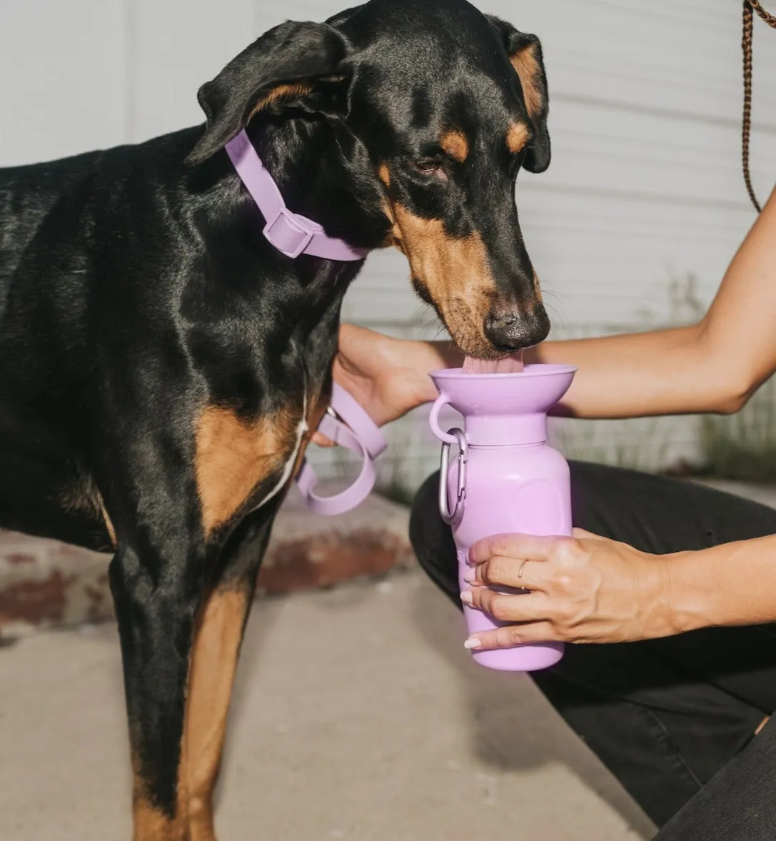 Classic Dog Travel Bottle by Springer