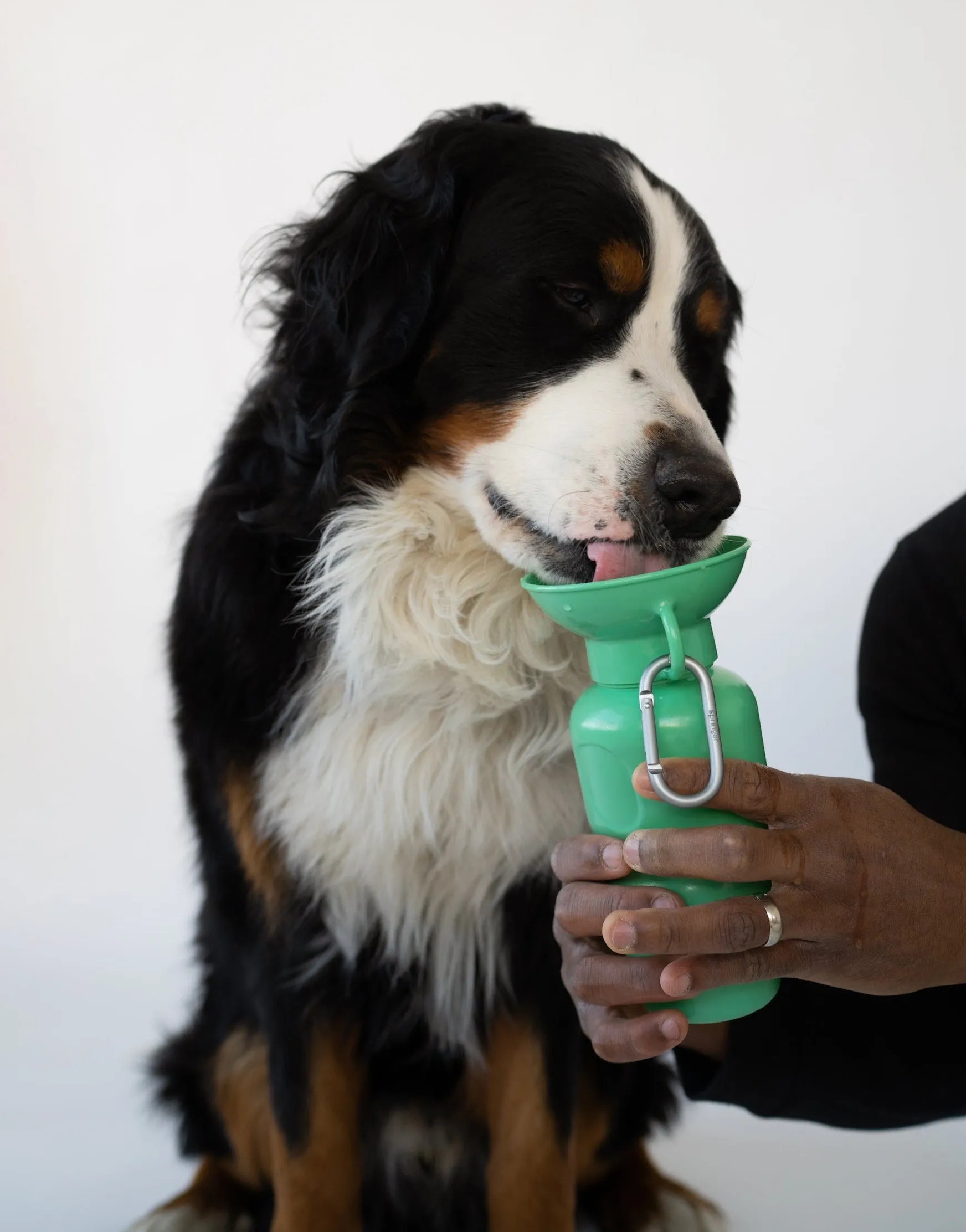 Classic Dog Travel Bottle by Springer