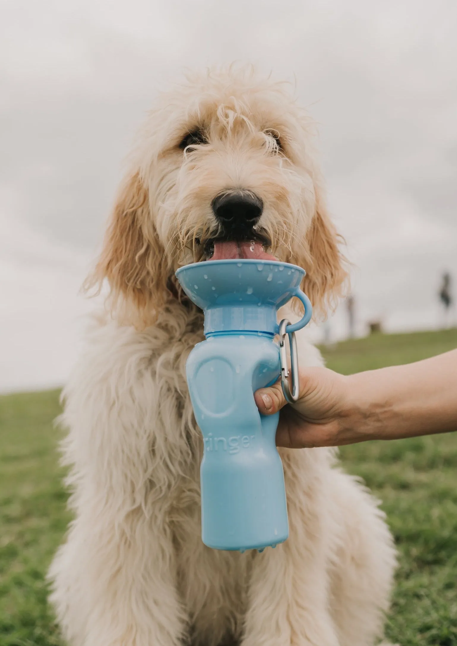 Classic Dog Travel Bottle by Springer