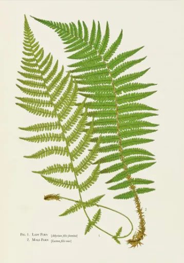 Ferns Greeting Card