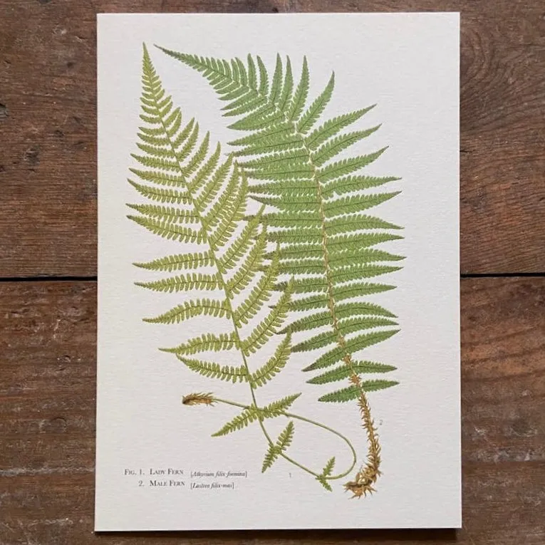 Ferns Greeting Card