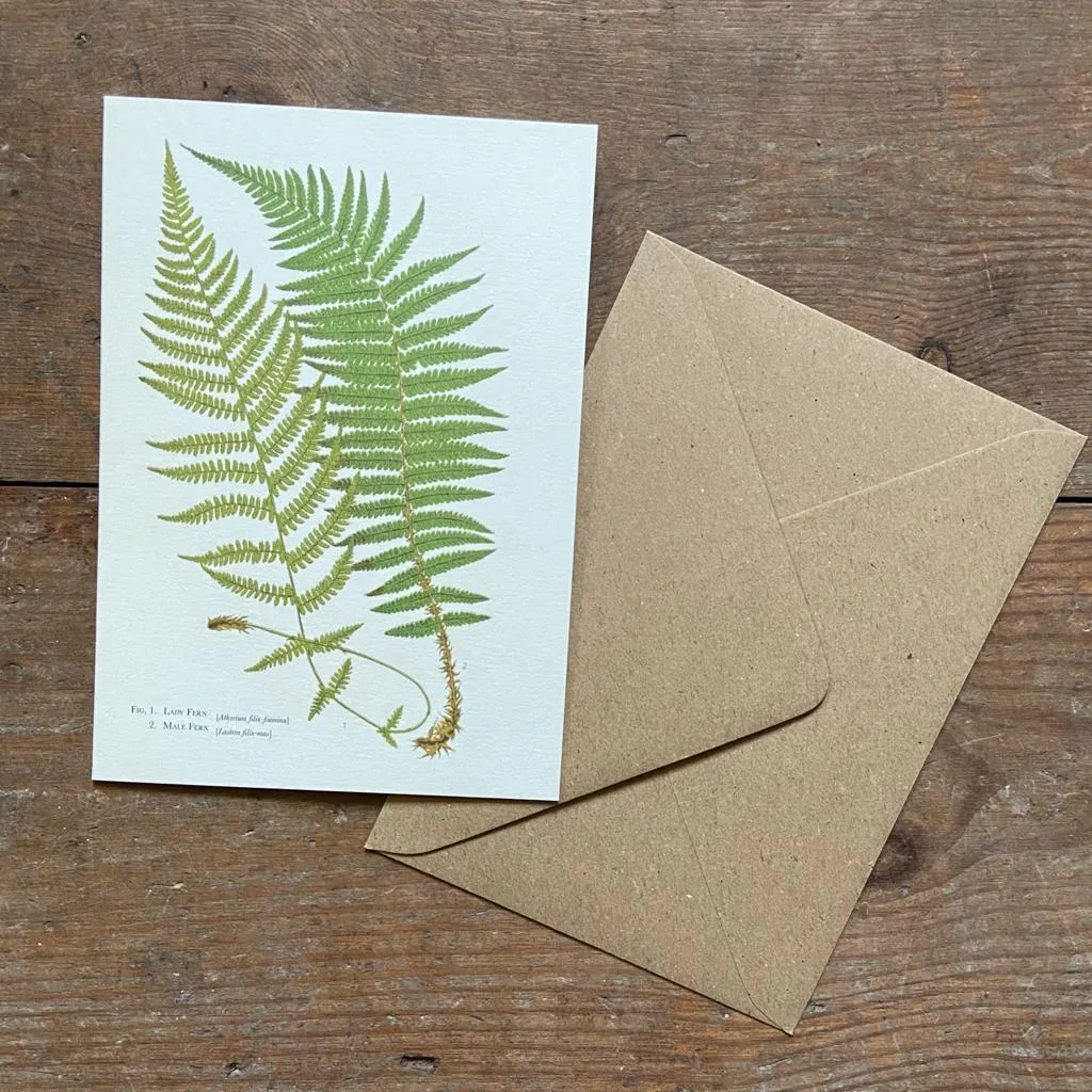 Ferns Greeting Card